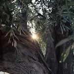 L'olivo - Meridiana Al Mare Mattinata