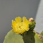 L'olivo - Meridiana Al Mare Apartman